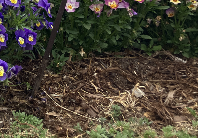 地植えマルチングの様子