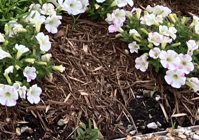地植えマルチングの様子