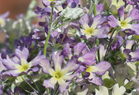 ウインティーブルーピコティ