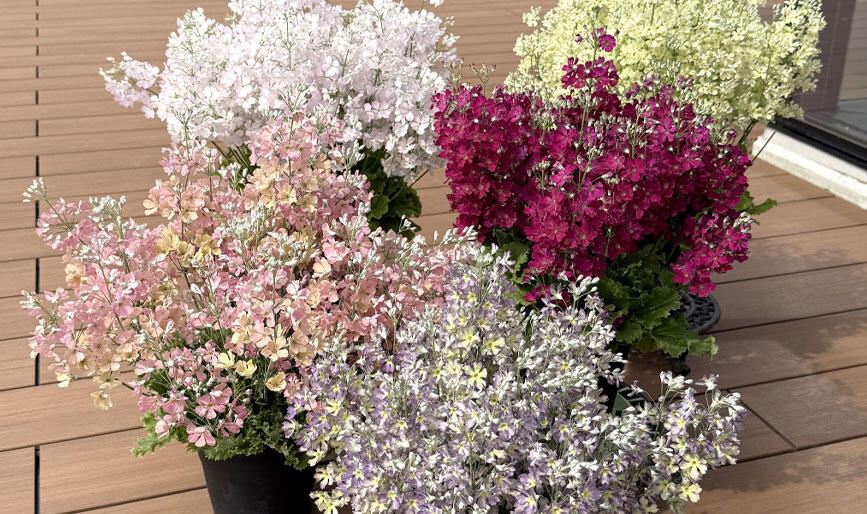 ウインティーの花5色