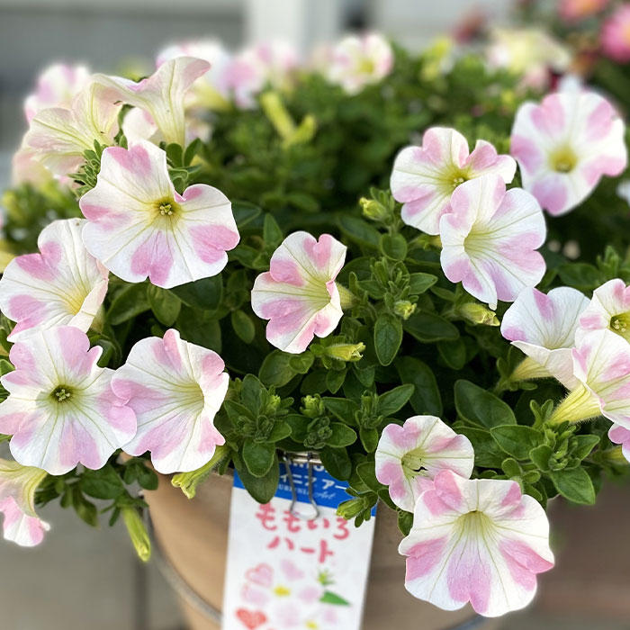 ももいろハートみんなのギャラリー