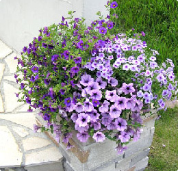 メインカラーを決めて寄せ植えよう 04年4月 花の園芸コラム サントリーフラワーズ