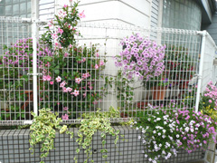 花のある生活を訪ねて 東京 葛飾編 07年8月 花の園芸コラム サントリーフラワーズ