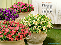 お花のカレンダー壁紙 サントリーフラワーズ
