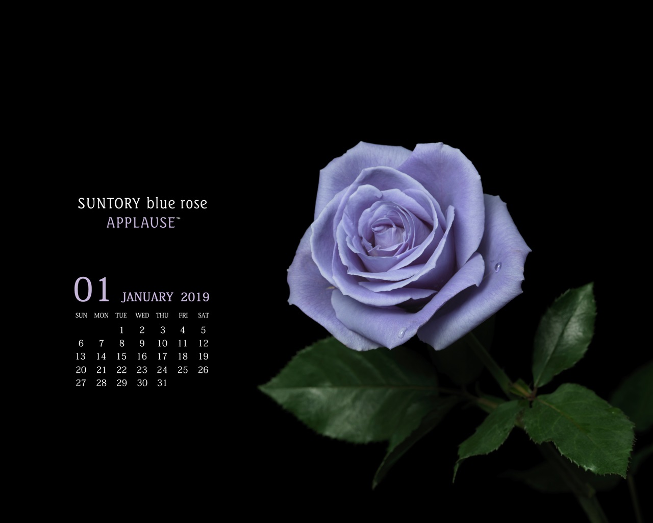 お花の壁紙カレンダー19年1月 1280 1024 サントリーフラワーズ