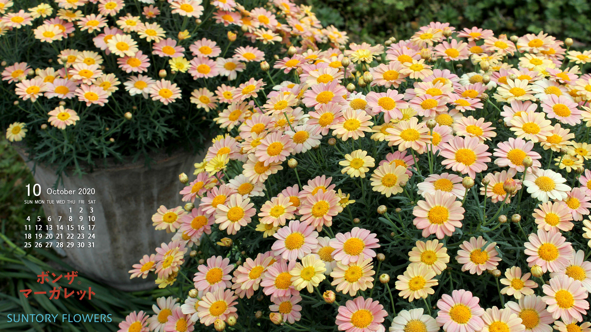 お花の壁紙カレンダー年10月 19 1080 サントリーフラワーズ