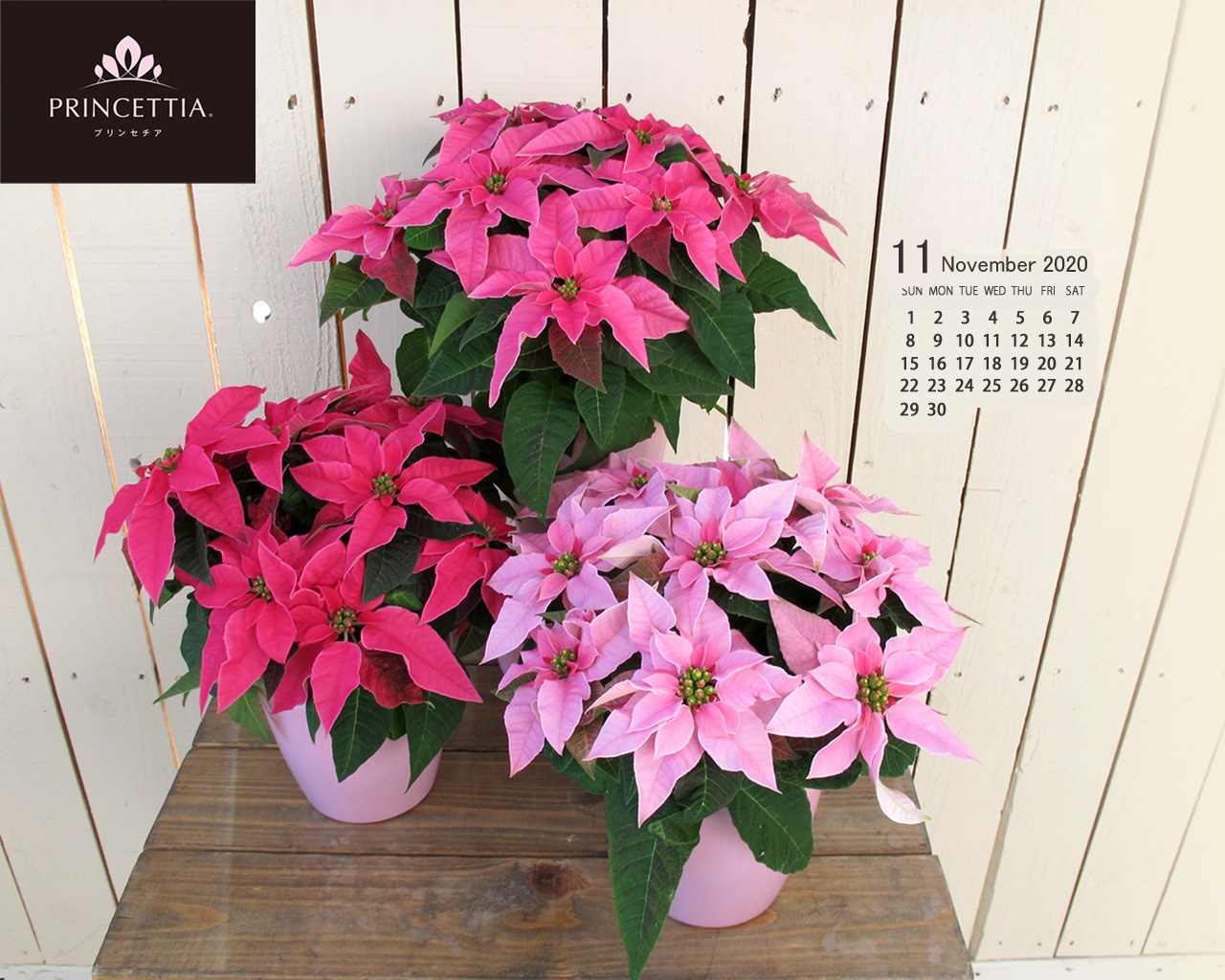 お花の壁紙カレンダー年11月 1280 1024 サントリーフラワーズ