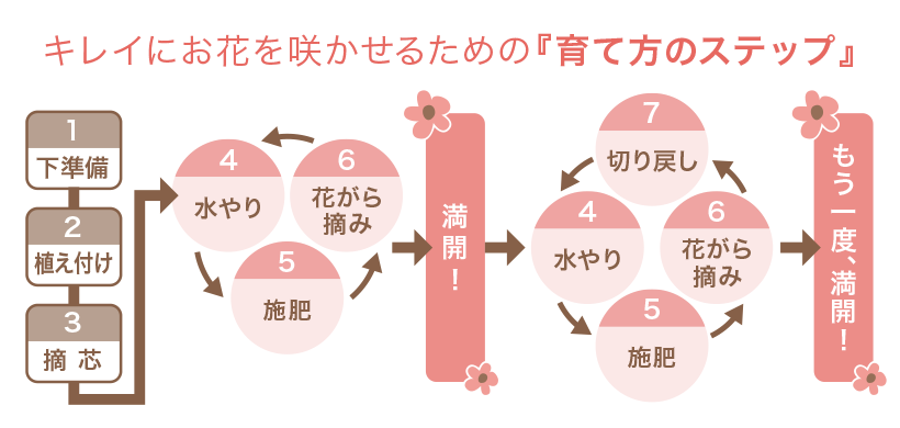 基本的な育て方 ガーデニング 園芸 サントリーフラワーズ