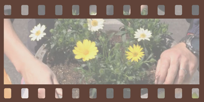 基本的な育て方 ガーデニング 園芸 サントリーフラワーズ