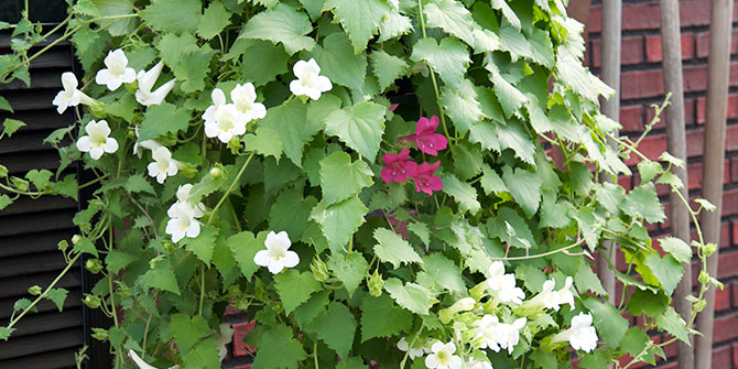 グラリオ　商品ラインアップ