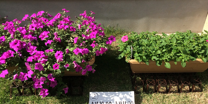 ガーデニングQ&A