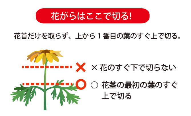 マックスマムの育て方 ガーデニング 園芸 サントリーフラワーズ