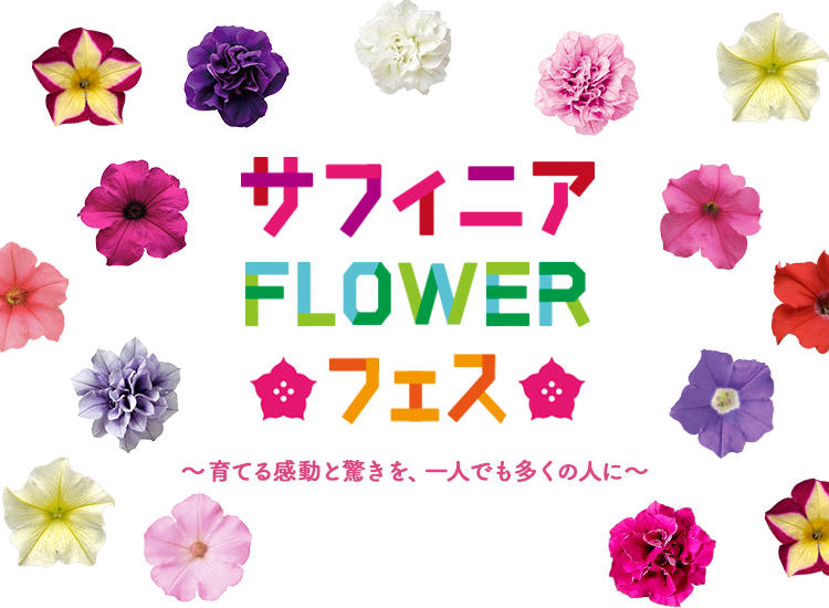 サフィニア Flowerフェス サフィニア特設サイト サントリーフラワーズ