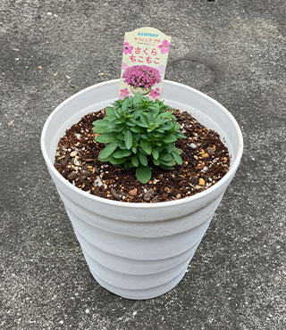 4月上旬撮影さくらもこもこ