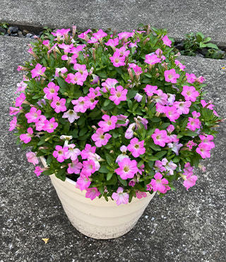 5月上旬鉢増し撮影さくらもこもこ