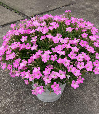 5月下旬撮影さくらもこもこ