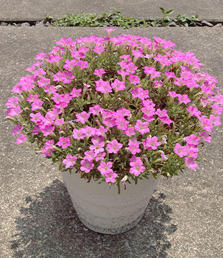 6月中旬鉢増し撮影さくらもこもこ