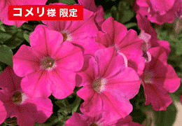 サフィニアブーケ花苗 キューティローズ