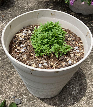 6月上旬撮影「クライミングサンパラソル大輪」