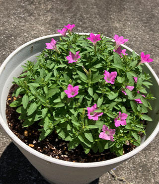 6月撮影さくらもこもこ切戻し