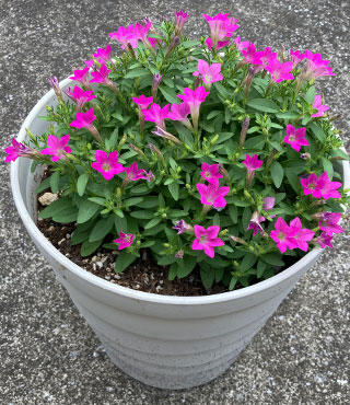 7月上旬鉢増し撮影さくらもこもこ