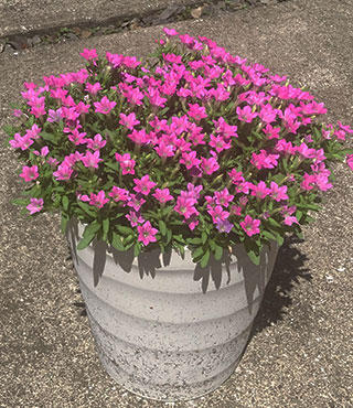 8月中旬撮影さくらもこもこ