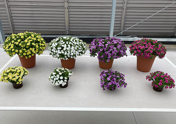 ミリオンベルハンディ様々な大きさの花鉢が並んだ画像