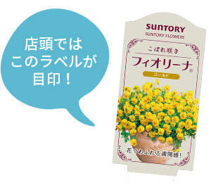 フィオリーナ花苗のラベル