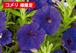 サフィニアブーケ花苗 キューティバイオレット