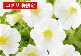 サフィニアブーケ花苗 キューティホワイト