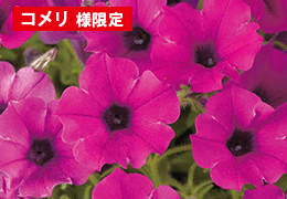 サフィニアブーケ花苗 キューティパープル