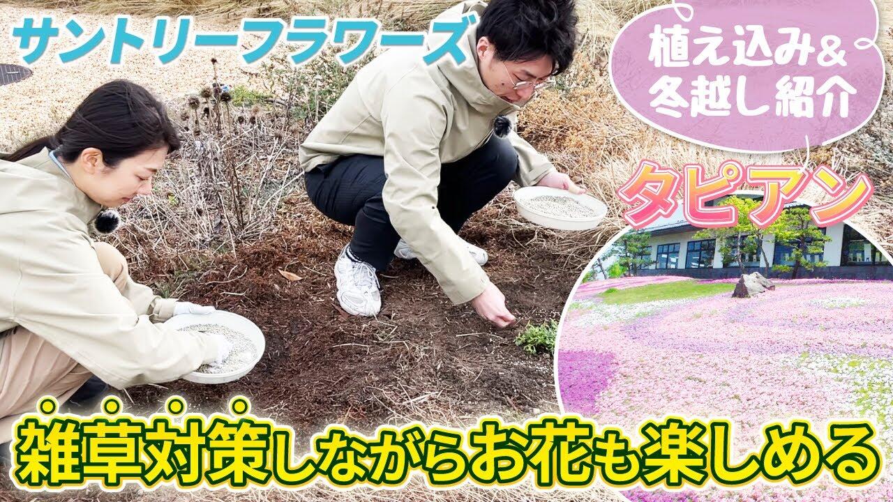 【グランドカバー】タピアンで雑草対策!大きく広がる植え込み時のポイントもご紹介!