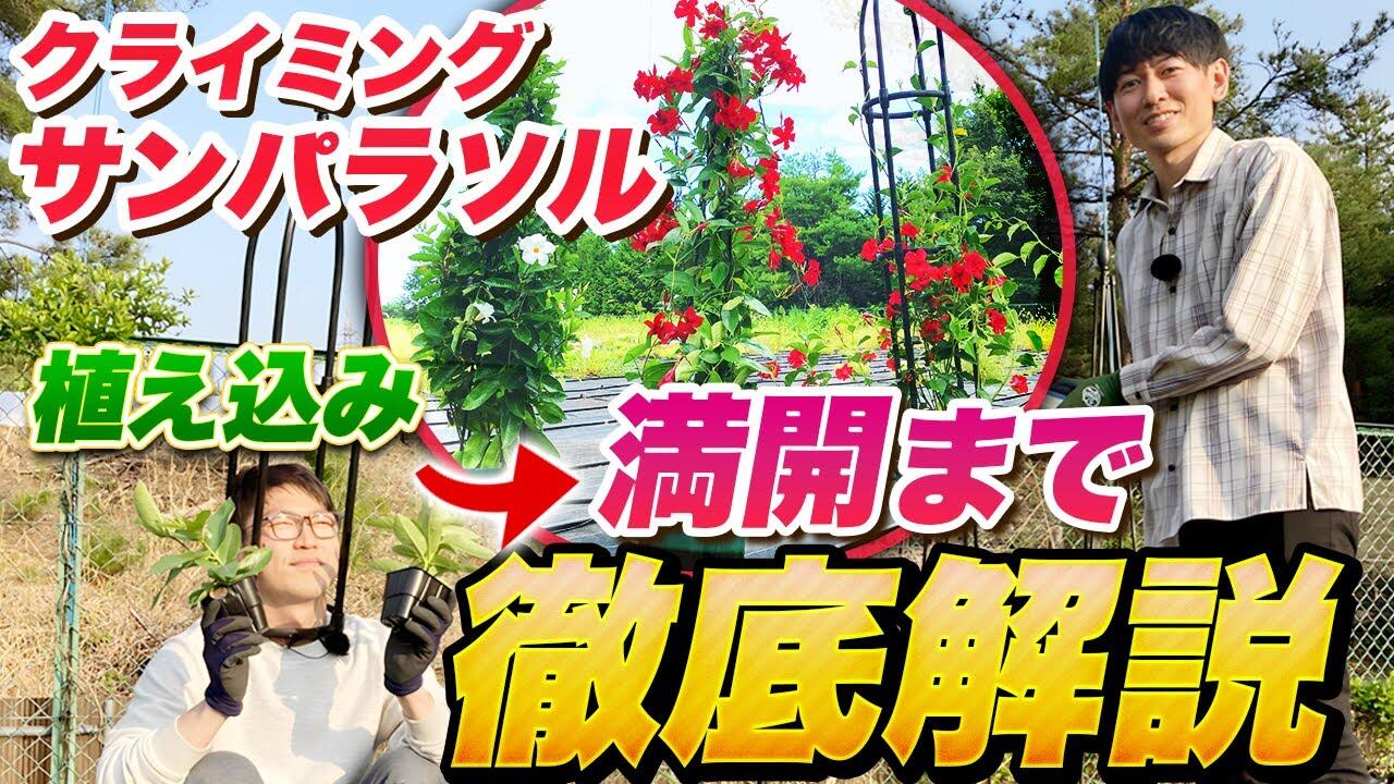 クライミング サンパラソルの植え込みから満開までの生育過程を解説!