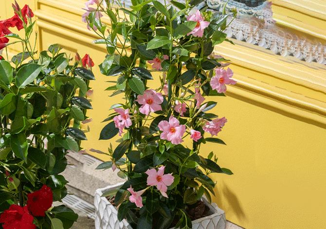 クライミング サンパラソルパステルピンクの花弁