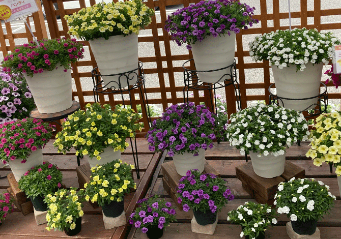 ミリオンベルハンディ様々な大きさの花鉢が並んだ画像