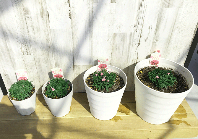 サフィニアプチ4月定植画像