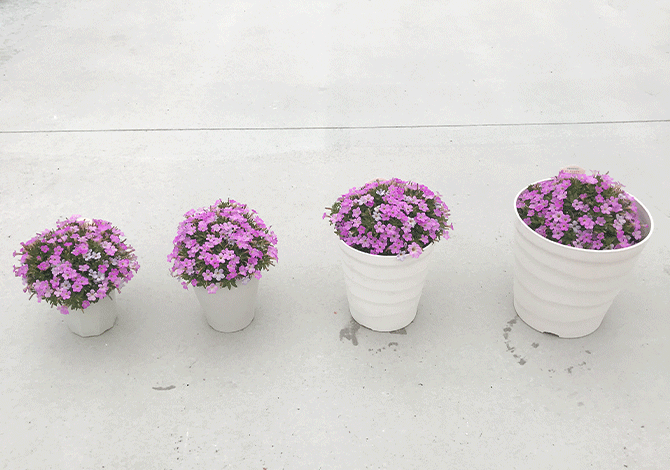 サフィニアプチ5月経過画像