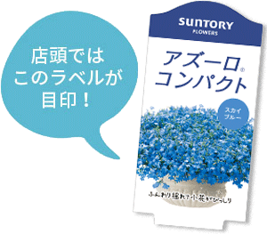 アズーロコンパクト花苗のラベル