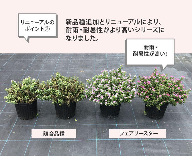 フェアリースター「ホワイト」と競合品種比較