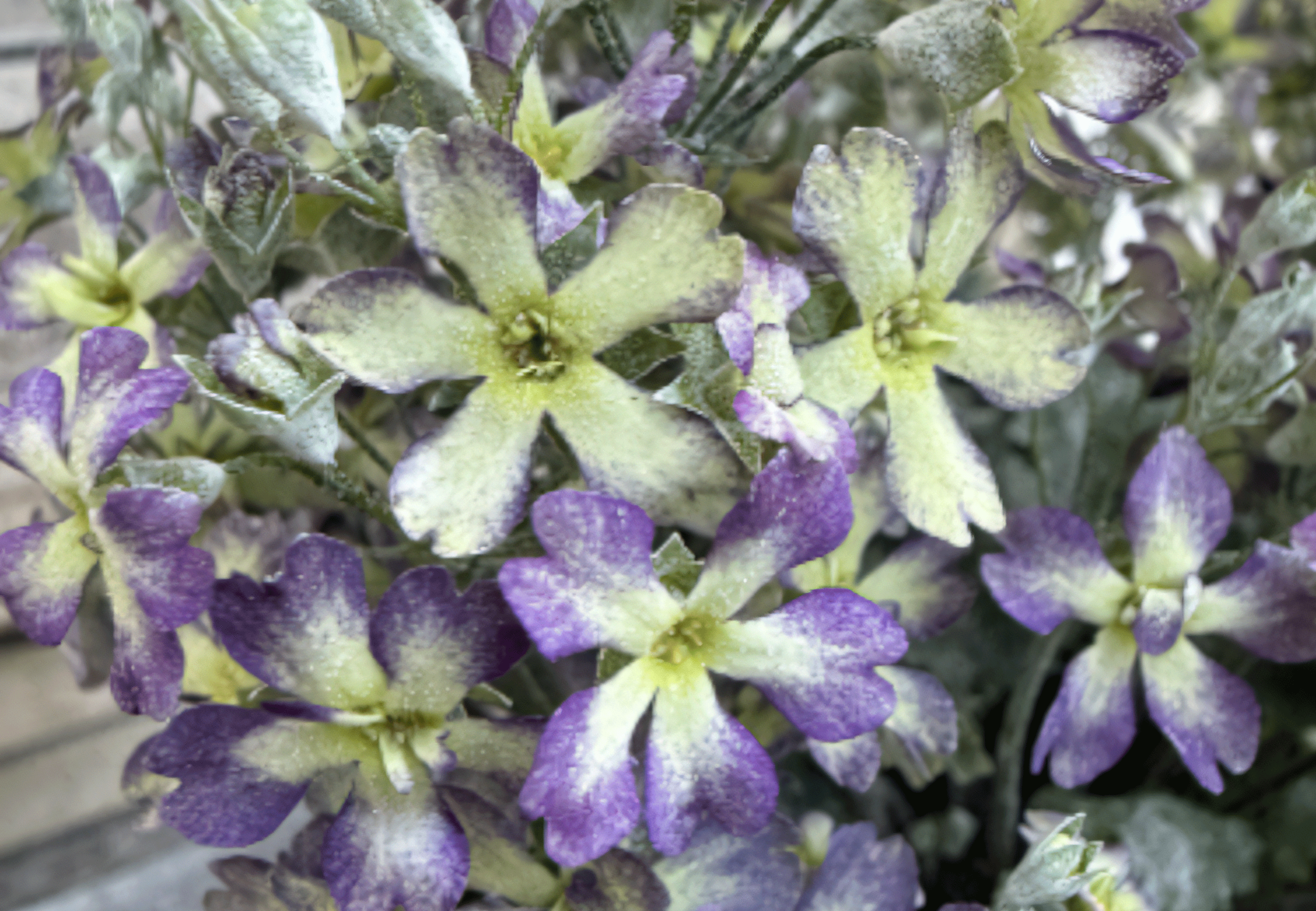 ウインティー花苗 ブルーピコティ