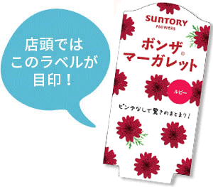 ボンザマーガレット花苗のラベル