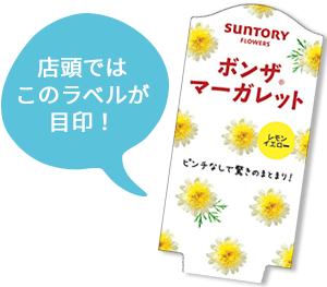 ボンザマーガレット花苗 ラベル