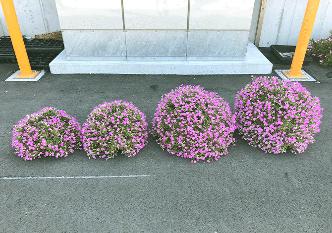 サフィニアプチ9月経過画像