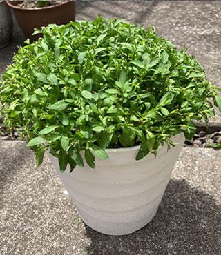 5月撮影さくらもこもこ切戻し