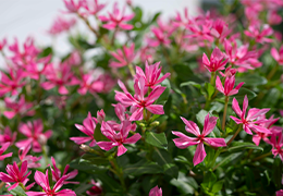 キャンデースパークル花苗 ピンク