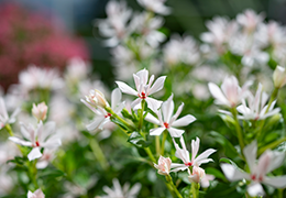 キャンデースパークル花苗 ホワイト