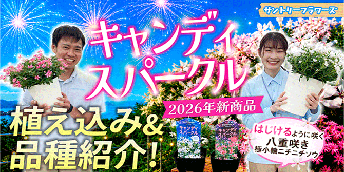 キャンデースパークルの品種紹介&育て方動画