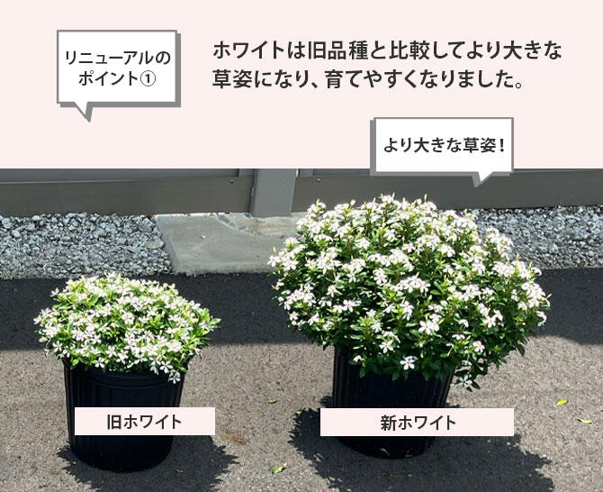 フェアリースター「ホワイト」旧品種と新品種比較