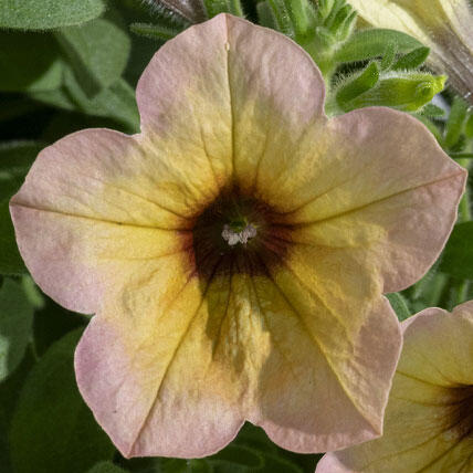 サフィニアアート「コーラルチーク」