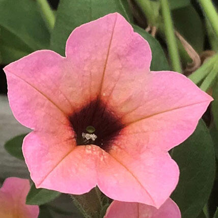 サフィニアアート「コーラルチーク」